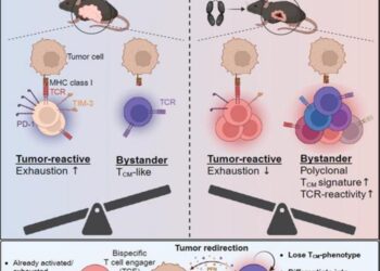 The rhIL-7-hyFc protein, which has the potential to enhance the effectiveness of bispecific antibodies by improving the immune environment within solid tumors