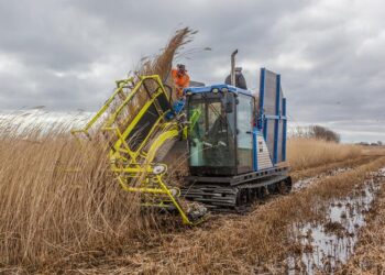 Phragmites australis