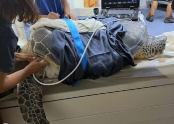 A sea turtle getting an ultrasound at Oceanogràfic as part of a veterinary procedure