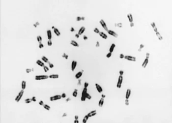 Human chromosomes