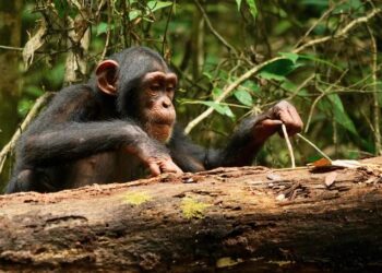 Chimps learn and improve tool-using skills even as adults