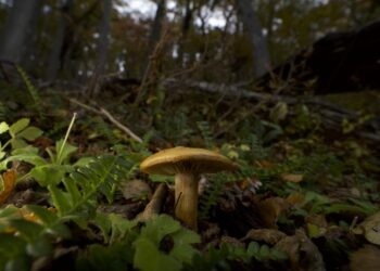 An ectomycorrhizal mushroom on the forest floor in Patagonia