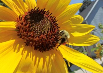 Community science volunteers can set scientific world abuzz with new