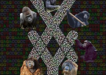 Sex chromosomes with apes