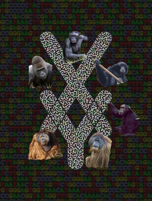 Sex chromosomes with apes