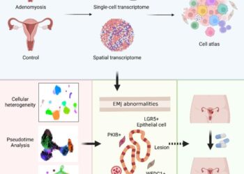 The cellular landscape of adenomyosis