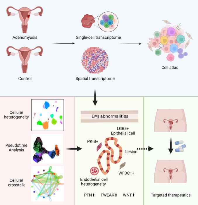 The cellular landscape of adenomyosis