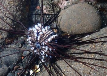 Infected sea urchin on Reunion Island