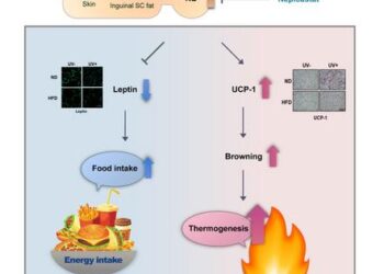 Schematic diagram showing the effect of UV radiation in the mouse