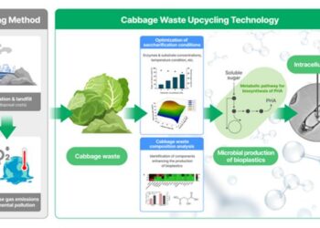 Schematic diagram of cabbage waste upcycling technology