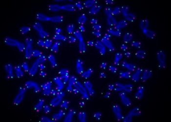 Telomeres at the ends of human chromosomes