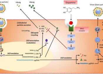 Dopamine Inhibits the Expression of Hepatitis B Virus Surface and e Antigens by Activating the JAK/STAT Pathway and Upregulating Interferon-stimulated Gene 15 Expression