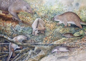 Age of Monotremes + echidnapus bottom right