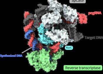 Overall structure of the prime editor complex