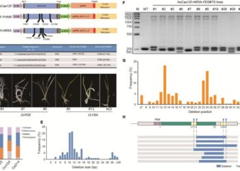 CRISPR/AsCas12f-mediated genome editing in rice