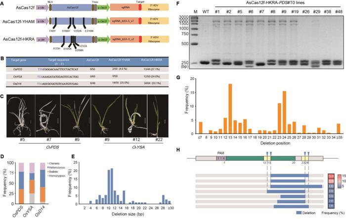 CRISPR/AsCas12f-mediated genome editing in rice