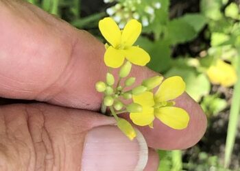 Persistence of genetically engineered canola populations in the U.S. and the adventitious presence of transgenes in the environment