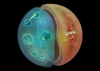 Dey Group Nucleus Mitosis