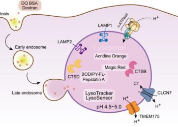 Commonly used fluorescent dyes and protein markers for lysosomes.