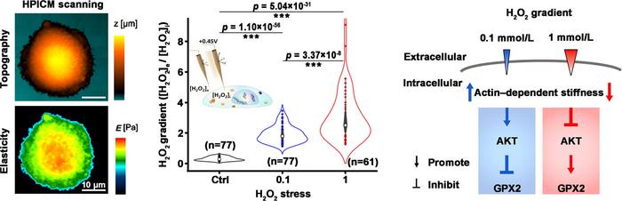 Exploring the effect of H2O2 eustress at single-cell level using hopping probe scanning ion conductance microscopy