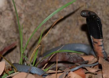 Naja nigriciollis (black-necked spitting cobra)