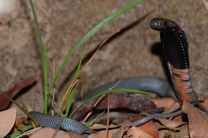 Naja nigriciollis (black-necked spitting cobra)