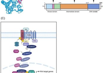 TNIK Structure, Protein Interaction and Wnt Signaling