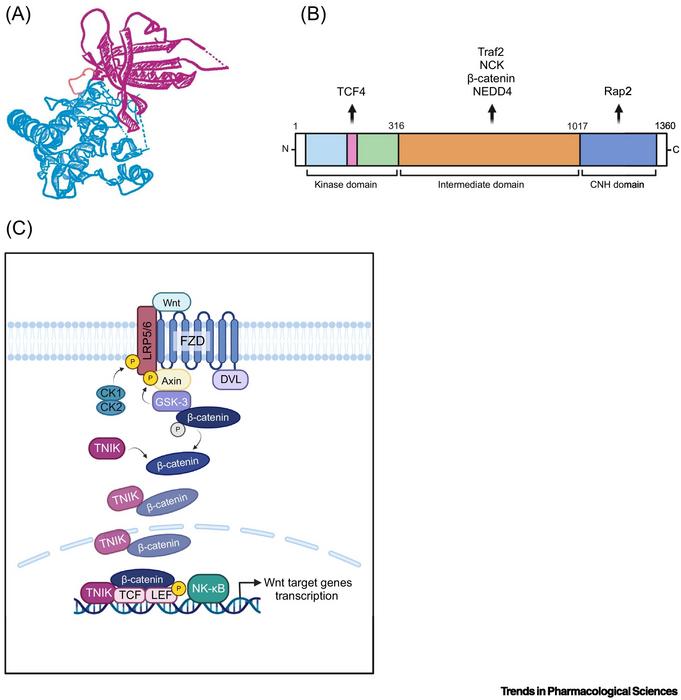 TNIK Structure, Protein Interaction and Wnt Signaling