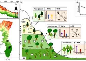 Biomass as a function of the elevation and multi-element traits based functional diversity.