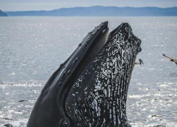 Humpback diet