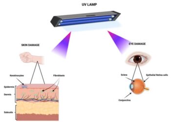 Figure 1. Primary biological targets of UV exposure.
