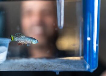 The turquoise killifish: an emerging model for aging studies