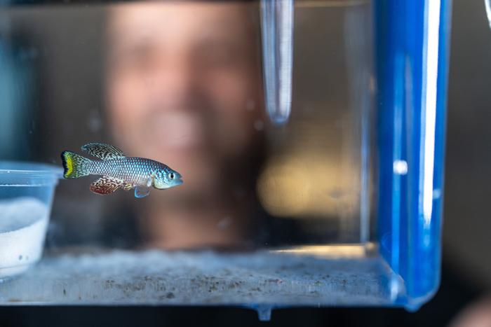 The turquoise killifish: an emerging model for aging studies