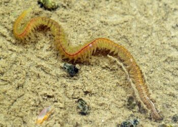 Common Ragworm
