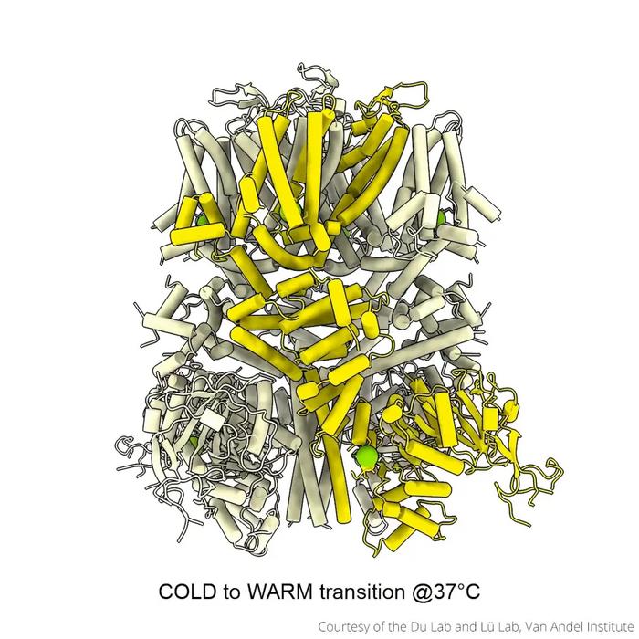 TRPM4 cold to warm transition