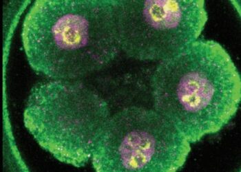 How a ‘conductor’ makes sense of chaos in early mouse