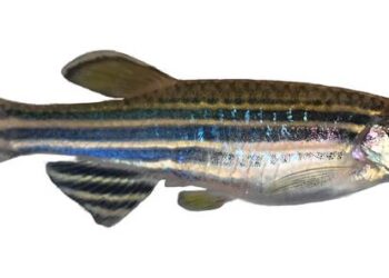 How did the zebrafish get its stripes? Researchers are one