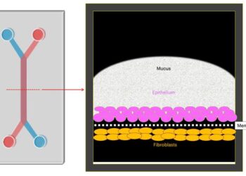 Cervix Chip Illustration