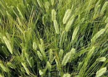 IPK research team uncovers mechanism for spikelet development in barley