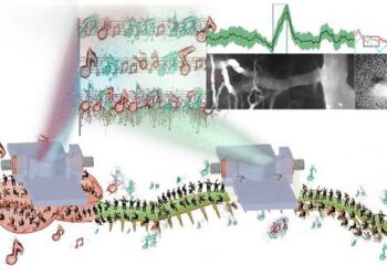 Brain-spinal cord duet's neurodynamic symphony is now accessible to scientists via novel multi-organ implants.
