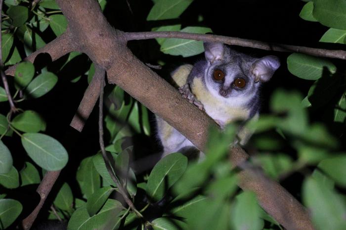 Southern lesser galago