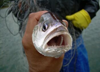 In a reservoir in Southeast Brazil, introduction of a fish