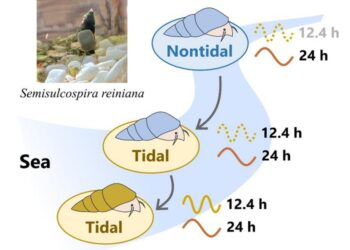 Examining activity and transcriptome rhythms of snails from both tidal and nontidal populations