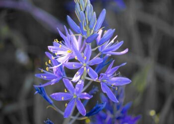 Camas flowers