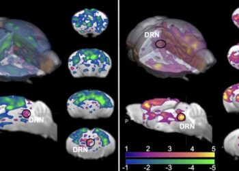 Comparisons of brain responses to DNR activation in awake and anesthetized mice