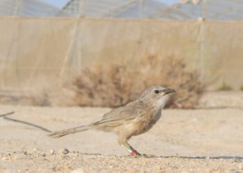 Arabian babbler in the Arava desert