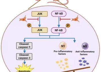 Mesenchymal Stem Cells Alleviate Acute Liver Failure through Regulating Hepatocyte Apoptosis and Macrophage Polarization