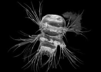 Larva of the marine annelid Platynereis dumerilii, scanning electron micrograph (size scale: 100µm)