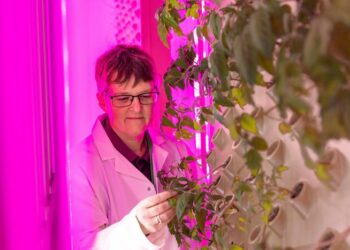 Inside the vertical farm