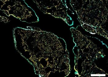 New cells could be key to treating obesity